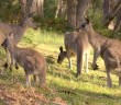 Grampians, Grampians National Park, Kangaroos, Kangaroos in Australia, Australia travel, travel to Australia